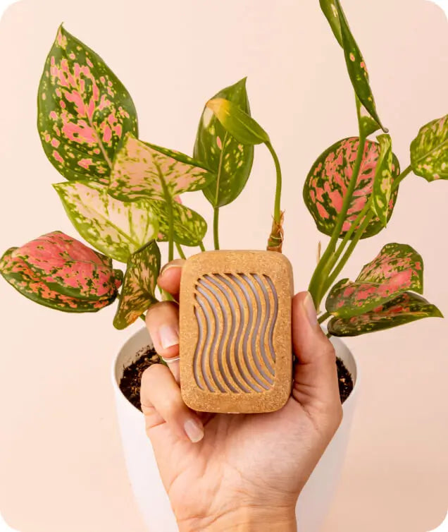 A person holding Plantwave soundbox in the palm